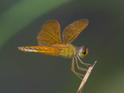 Perithemis electra (Golden Amberwing) male.jpg